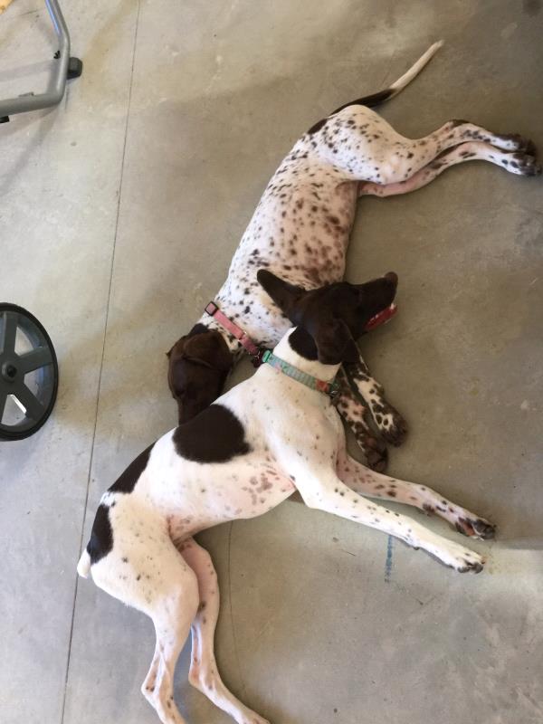 /Images/uploads/Southeast German Shorthaired Pointer Rescue/segspcalendarcontest2018/entries/9071thumb.jpg